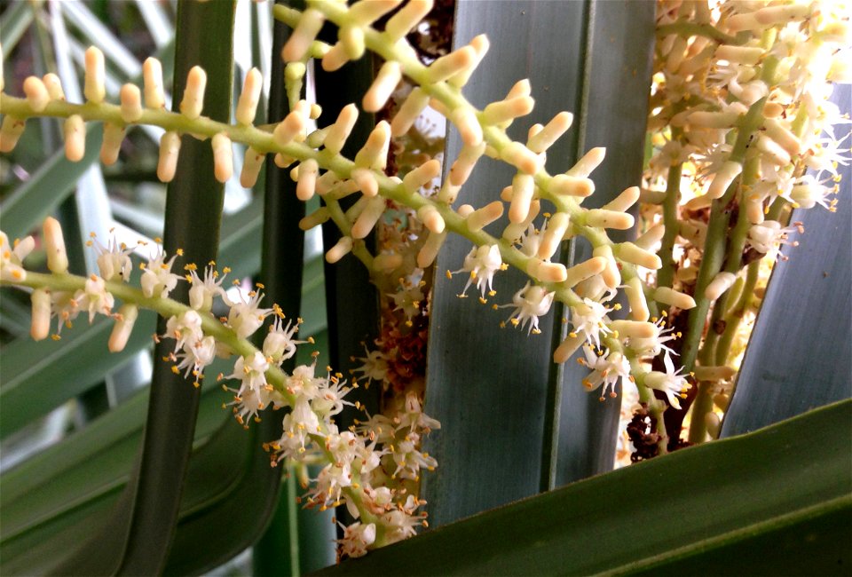 Serenoa repens, at  Dr. Von D. Mizell-Eula Johnson State Park, Broward County, Florida.