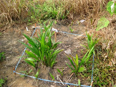 Anak sawit liar (Volunteer oil palm seedlings) tidak mati walaupun telah disembur dengan racun rumpai. Rumpai di sekelilingn mati kecuali anak sawit liar. photo