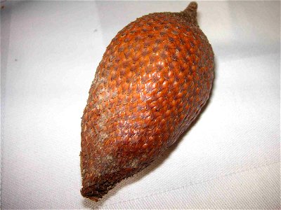 Frucht der SalakpalmeSalacca zalacca