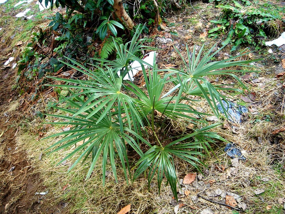Washingtonia filifera photo
