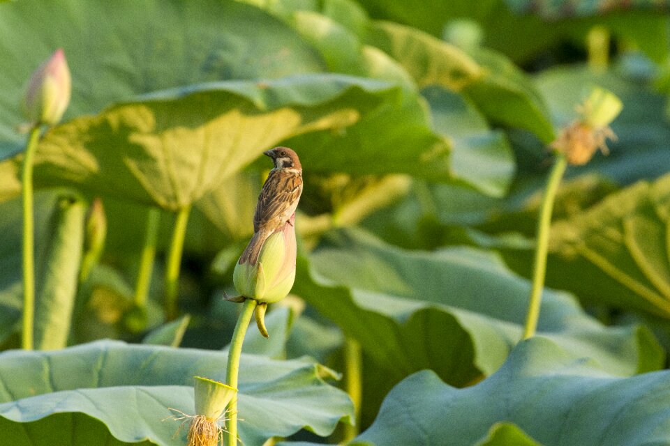 Aquatic plants lotus leaf summer