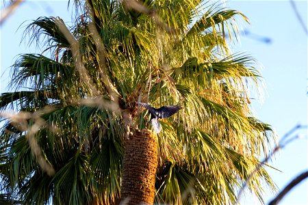 NPS / Emily Hassell Alt text: A raven (Corvus corax) spreads its wings to land atop the golden fronds of a California fan palm (Washingtonia filifera). photo