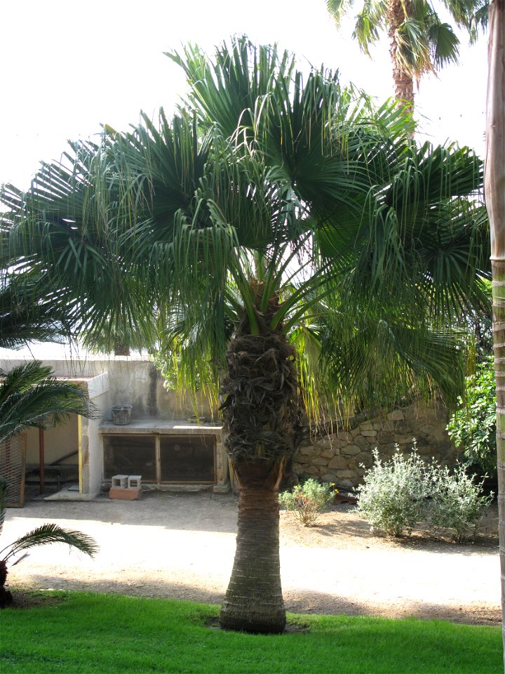 Palmtree Washingtonia filifera in the garden of the villa Maria Serena in Menton (Alpes-Maritimes, France). Identified by botanic label.
