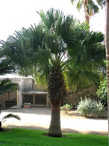 Palmtree Washingtonia filifera in the garden of the villa Maria Serena in Menton (Alpes-Maritimes, France). Identified by botanic label.