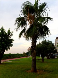 Washingtonia filifera habit, Torrelamata, Torrevieja, Alicante, Spain