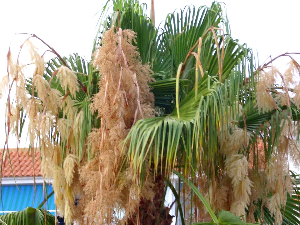 Washingtonia filifera close up, Torrelamata, Torrevieja, Alicante, Spain