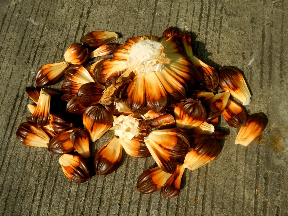 Rare seeds Nypa fruticans fruit seeds Seeds of Nypa fruticans fruits in the Philippines Nypa fruticans Nypa fruticans Wurmb. Nypa fruticans Wurmb., Arecaceae Flora of the Philippines, bears globular f