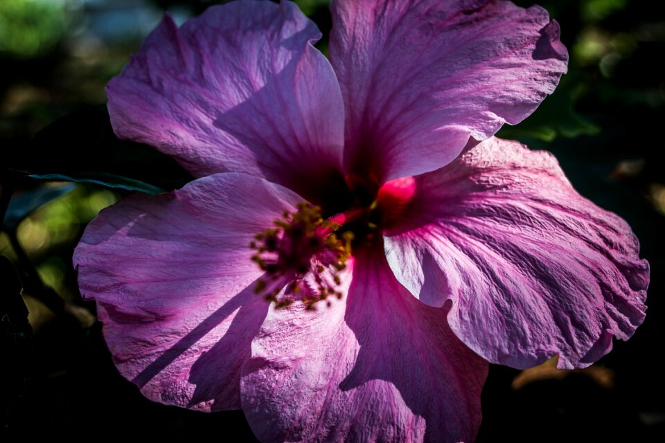 Nature red summer photo