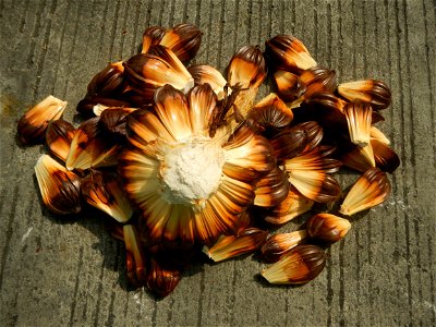 Rare seeds Nypa fruticans fruit seeds Seeds of Nypa fruticans fruits in the Philippines Nypa fruticans Nypa fruticans Wurmb. Nypa fruticans Wurmb., Arecaceae Flora of the Philippines, bears globular f