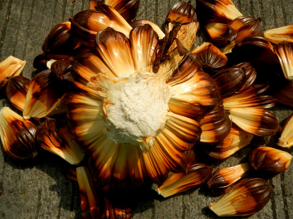 Rare seeds Nypa fruticans fruit seeds Seeds of Nypa fruticans fruits in the Philippines Nypa fruticans Nypa fruticans Wurmb. Nypa fruticans Wurmb., Arecaceae Flora of the Philippines, bears globular f