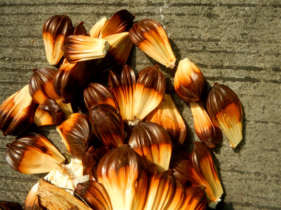 Rare seeds Nypa fruticans fruit seeds Seeds of Nypa fruticans fruits in the Philippines Nypa fruticans Nypa fruticans Wurmb. Nypa fruticans Wurmb., Arecaceae Flora of the Philippines, bears globular f