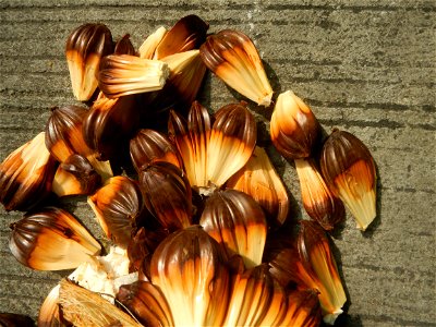 Rare seeds Nypa fruticans fruit seeds Seeds of Nypa fruticans fruits in the Philippines Nypa fruticans Nypa fruticans Wurmb. Nypa fruticans Wurmb., Arecaceae Flora of the Philippines, bears globular f