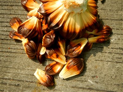 Rare seeds Nypa fruticans fruit seeds Seeds of Nypa fruticans fruits in the Philippines Nypa fruticans Nypa fruticans Wurmb. Nypa fruticans Wurmb., Arecaceae Flora of the Philippines, bears globular f