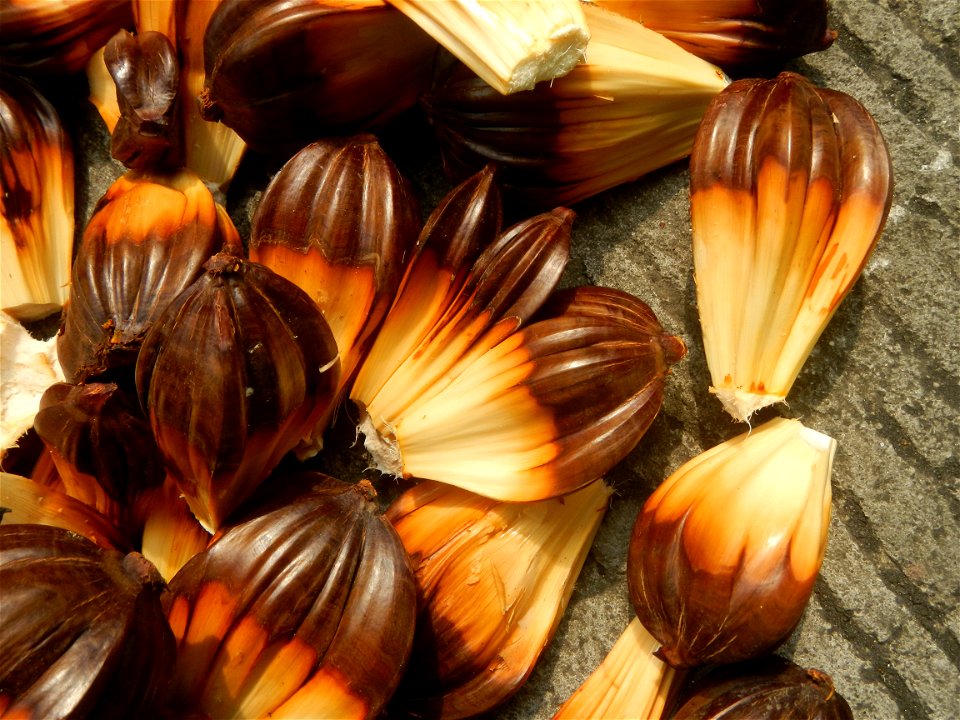 Rare seeds Nypa fruticans fruit seeds Seeds of Nypa fruticans fruits in the Philippines Nypa fruticans Nypa fruticans Wurmb. Nypa fruticans Wurmb., Arecaceae Flora of the Philippines, bears globular f