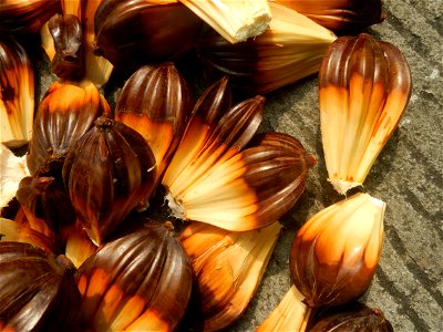 Rare seeds Nypa fruticans fruit seeds Seeds of Nypa fruticans fruits in the Philippines Nypa fruticans Nypa fruticans Wurmb. Nypa fruticans Wurmb., Arecaceae Flora of the Philippines, bears globular f