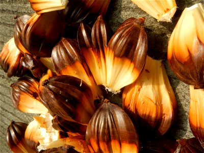 Rare seeds Nypa fruticans fruit seeds Seeds of Nypa fruticans fruits in the Philippines Nypa fruticans Nypa fruticans Wurmb. Nypa fruticans Wurmb., Arecaceae Flora of the Philippines, bears globular f