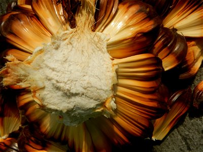 Rare seeds Nypa fruticans fruit seeds Seeds of Nypa fruticans fruits in the Philippines Nypa fruticans Nypa fruticans Wurmb. Nypa fruticans Wurmb., Arecaceae Flora of the Philippines, bears globular f