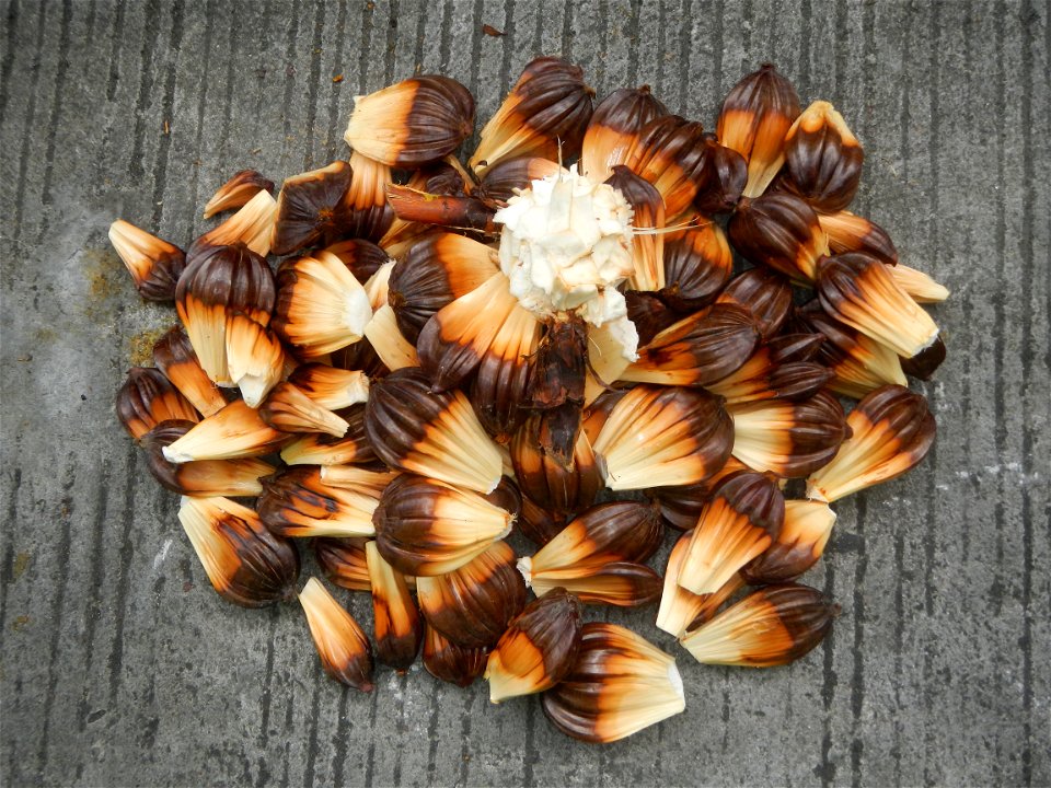 Rare seeds Nypa fruticans fruit seeds Seeds of Nypa fruticans fruits in the Philippines Nypa fruticans Nypa fruticans Wurmb. Nypa fruticans Wurmb., Arecaceae Flora of the Philippines, bears globular f