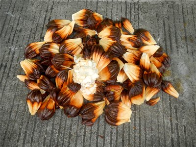 Rare seeds Nypa fruticans fruit seeds Seeds of Nypa fruticans fruits in the Philippines Nypa fruticans Nypa fruticans Wurmb. Nypa fruticans Wurmb., Arecaceae Flora of the Philippines, bears globular f