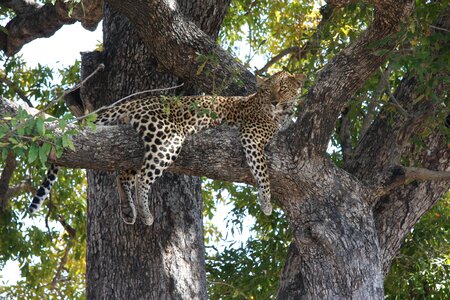 Tree hunt animal photo