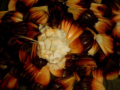 Rare seeds Nypa fruticans fruit seeds Seeds of Nypa fruticans fruits in the Philippines Nypa fruticans Nypa fruticans Wurmb. Nypa fruticans Wurmb., Arecaceae Flora of the Philippines, bears globular f