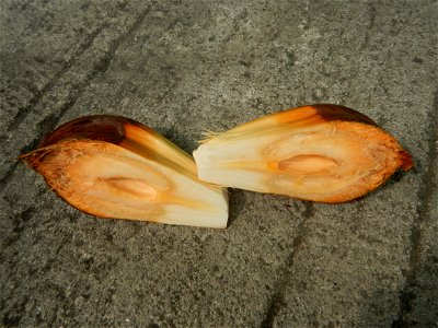 Rare seeds Nypa fruticans fruit seeds Seeds of Nypa fruticans fruits in the Philippines Nypa fruticans Nypa fruticans Wurmb. Nypa fruticans Wurmb., Arecaceae Flora of the Philippines, bears globular f