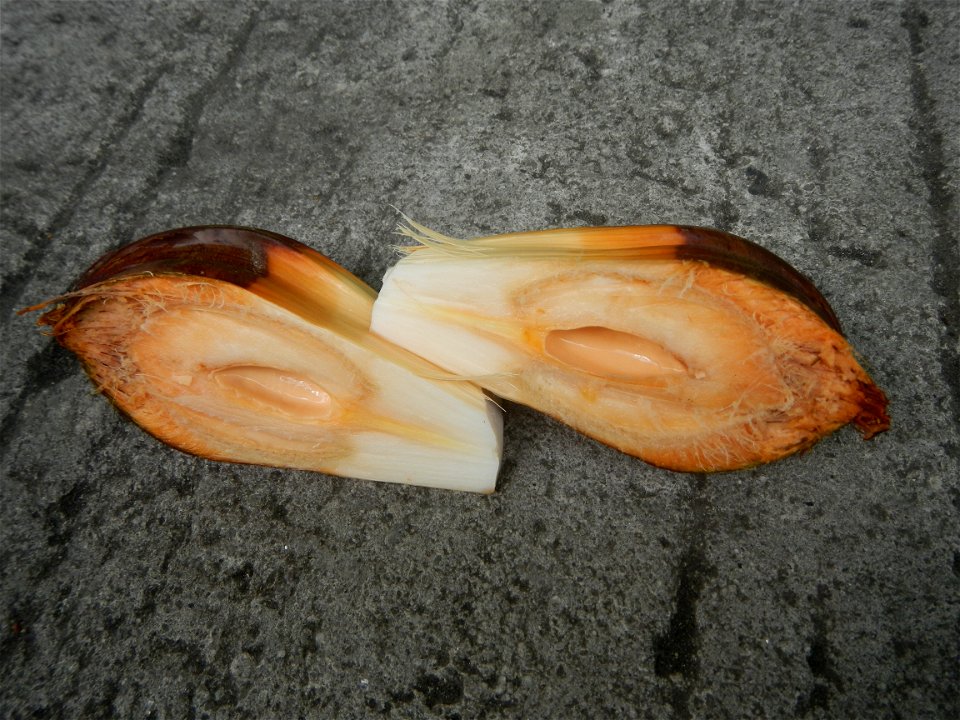 Rare seeds Nypa fruticans fruit seeds Seeds of Nypa fruticans fruits in the Philippines Nypa fruticans Nypa fruticans Wurmb. Nypa fruticans Wurmb., Arecaceae Flora of the Philippines, bears globular f