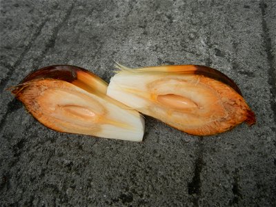 Rare seeds Nypa fruticans fruit seeds Seeds of Nypa fruticans fruits in the Philippines Nypa fruticans Nypa fruticans Wurmb. Nypa fruticans Wurmb., Arecaceae Flora of the Philippines, bears globular f