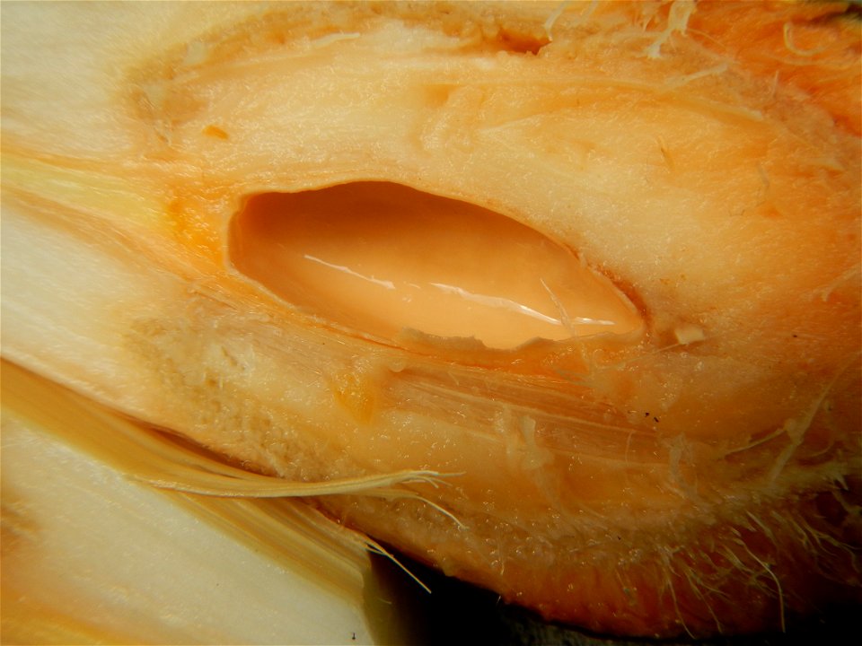 Rare seeds Nypa fruticans fruit seeds Seeds of Nypa fruticans fruits in the Philippines Nypa fruticans Nypa fruticans Wurmb. Nypa fruticans Wurmb., Arecaceae Flora of the Philippines, bears globular f