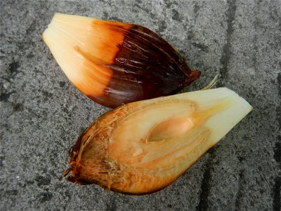 Rare seeds Nypa fruticans fruit seeds Seeds of Nypa fruticans fruits in the Philippines Nypa fruticans Nypa fruticans Wurmb. Nypa fruticans Wurmb., Arecaceae Flora of the Philippines, bears globular f