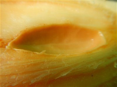 Rare seeds Nypa fruticans fruit seeds Seeds of Nypa fruticans fruits in the Philippines Nypa fruticans Nypa fruticans Wurmb. Nypa fruticans Wurmb., Arecaceae Flora of the Philippines, bears globular f