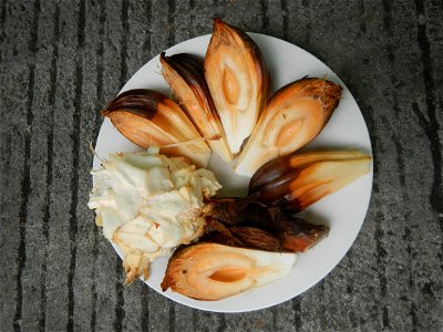 Rare seeds Nypa fruticans fruit seeds Seeds of Nypa fruticans fruits in the Philippines Nypa fruticans Nypa fruticans Wurmb. Nypa fruticans Wurmb., Arecaceae Flora of the Philippines, bears globular f