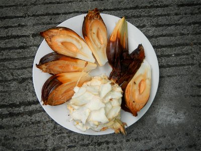 Rare seeds Nypa fruticans fruit seeds Seeds of Nypa fruticans fruits in the Philippines Nypa fruticans Nypa fruticans Wurmb. Nypa fruticans Wurmb., Arecaceae Flora of the Philippines, bears globular f