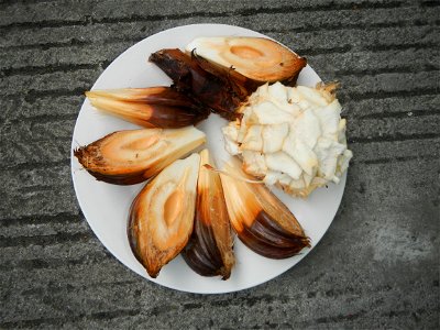 Rare seeds Nypa fruticans fruit seeds Seeds of Nypa fruticans fruits in the Philippines Nypa fruticans Nypa fruticans Wurmb. Nypa fruticans Wurmb., Arecaceae Flora of the Philippines, bears globular f