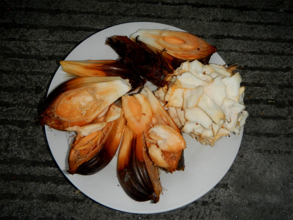 Rare seeds Nypa fruticans fruit seeds Seeds of Nypa fruticans fruits in the Philippines Nypa fruticans Nypa fruticans Wurmb. Nypa fruticans Wurmb., Arecaceae Flora of the Philippines, bears globular f
