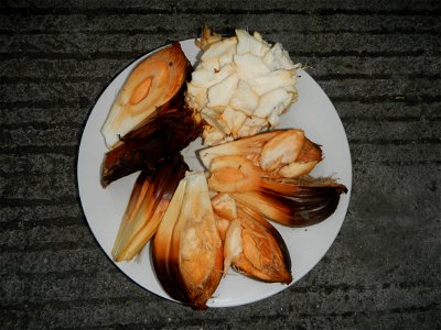 Rare seeds Nypa fruticans fruit seeds Seeds of Nypa fruticans fruits in the Philippines Nypa fruticans Nypa fruticans Wurmb. Nypa fruticans Wurmb., Arecaceae Flora of the Philippines, bears globular f