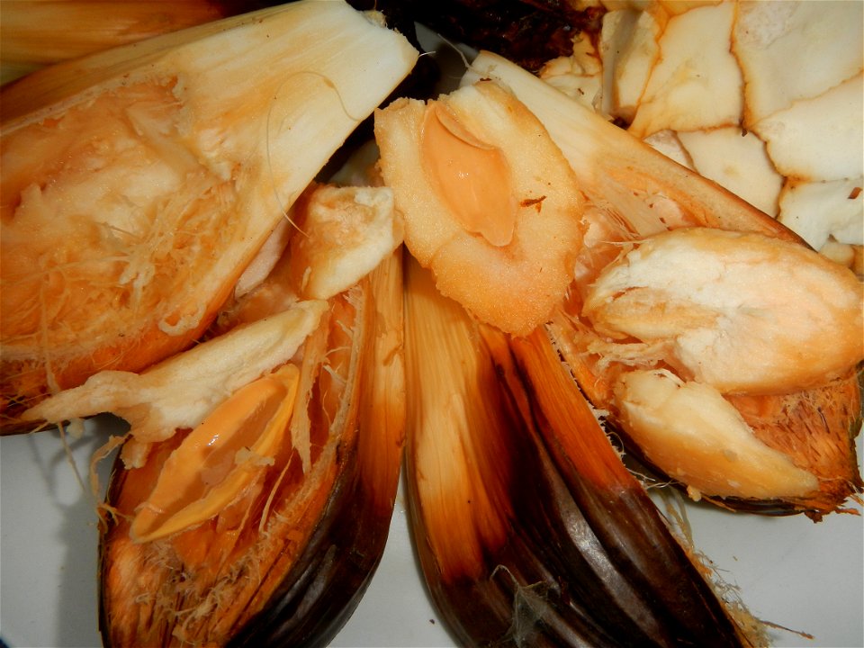 Rare seeds Nypa fruticans fruit seeds Seeds of Nypa fruticans fruits in the Philippines Nypa fruticans Nypa fruticans Wurmb. Nypa fruticans Wurmb., Arecaceae Flora of the Philippines, bears globular f