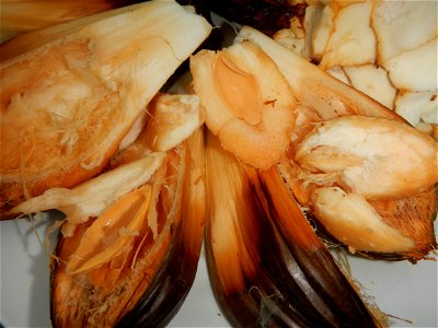 Rare seeds Nypa fruticans fruit seeds Seeds of Nypa fruticans fruits in the Philippines Nypa fruticans Nypa fruticans Wurmb. Nypa fruticans Wurmb., Arecaceae Flora of the Philippines, bears globular f