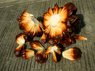Rare seeds Nypa fruticans fruit seeds Seeds of Nypa fruticans fruits in the Philippines Nypa fruticans Nypa fruticans Wurmb. Nypa fruticans Wurmb., Arecaceae Flora of the Philippines, bears globular f