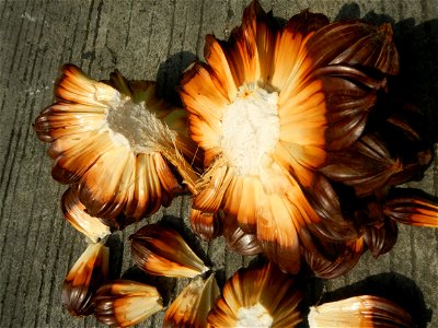 Rare seeds Nypa fruticans fruit seeds Seeds of Nypa fruticans fruits in the Philippines Nypa fruticans Nypa fruticans Wurmb. Nypa fruticans Wurmb., Arecaceae Flora of the Philippines, bears globular f