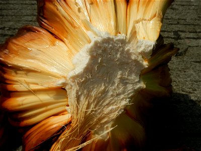 Rare seeds Nypa fruticans fruit seeds Seeds of Nypa fruticans fruits in the Philippines Nypa fruticans Nypa fruticans Wurmb. Nypa fruticans Wurmb., Arecaceae Flora of the Philippines, bears globular f