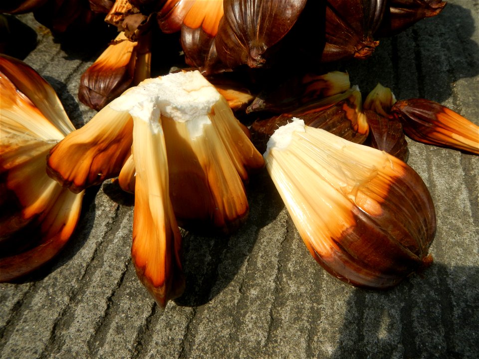 Rare seeds Nypa fruticans fruit seeds Seeds of Nypa fruticans fruits in the Philippines Nypa fruticans Nypa fruticans Wurmb. Nypa fruticans Wurmb., Arecaceae Flora of the Philippines, bears globular f