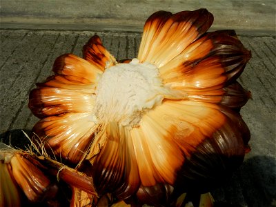 Rare seeds Nypa fruticans fruit seeds Seeds of Nypa fruticans fruits in the Philippines Nypa fruticans Nypa fruticans Wurmb. Nypa fruticans Wurmb., Arecaceae Flora of the Philippines, bears globular f