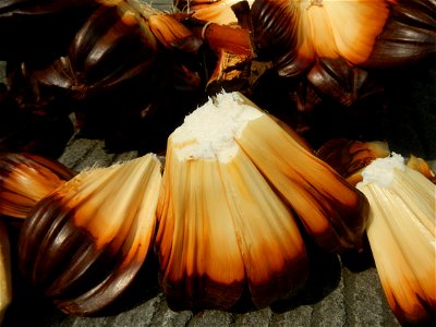 Rare seeds Nypa fruticans fruit seeds Seeds of Nypa fruticans fruits in the Philippines Nypa fruticans Nypa fruticans Wurmb. Nypa fruticans Wurmb., Arecaceae Flora of the Philippines, bears globular f