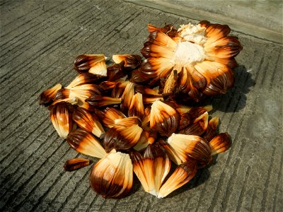 Rare seeds Nypa fruticans fruit seeds Seeds of Nypa fruticans fruits in the Philippines Nypa fruticans Nypa fruticans Wurmb. Nypa fruticans Wurmb., Arecaceae Flora of the Philippines, bears globular f