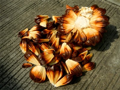 Rare seeds Nypa fruticans fruit seeds Seeds of Nypa fruticans fruits in the Philippines Nypa fruticans Nypa fruticans Wurmb. Nypa fruticans Wurmb., Arecaceae Flora of the Philippines, bears globular f