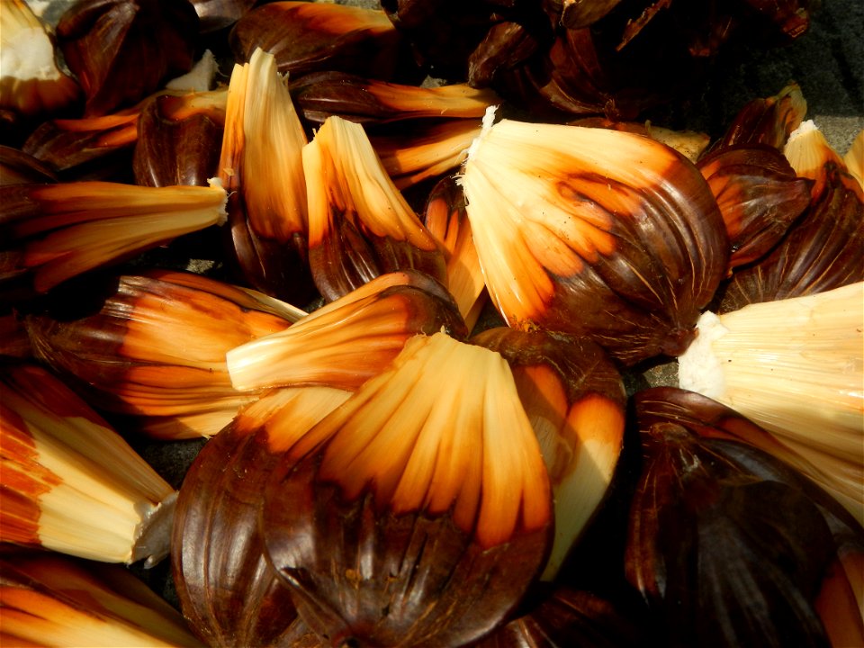 Rare seeds Nypa fruticans fruit seeds Seeds of Nypa fruticans fruits in the Philippines Nypa fruticans Nypa fruticans Wurmb. Nypa fruticans Wurmb., Arecaceae Flora of the Philippines, bears globular f
