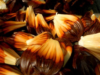 Rare seeds Nypa fruticans fruit seeds Seeds of Nypa fruticans fruits in the Philippines Nypa fruticans Nypa fruticans Wurmb. Nypa fruticans Wurmb., Arecaceae Flora of the Philippines, bears globular f