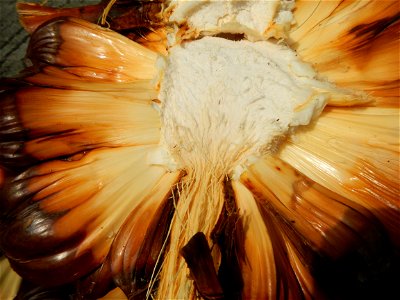 Rare seeds Nypa fruticans fruit seeds Seeds of Nypa fruticans fruits in the Philippines Nypa fruticans Nypa fruticans Wurmb. Nypa fruticans Wurmb., Arecaceae Flora of the Philippines, bears globular f