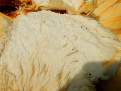 Rare seeds Nypa fruticans fruit seeds Seeds of Nypa fruticans fruits in the Philippines Nypa fruticans Nypa fruticans Wurmb. Nypa fruticans Wurmb., Arecaceae Flora of the Philippines, bears globular f